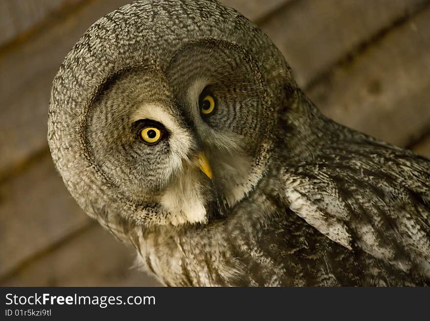 Close up face of large european owl. Close up face of large european owl