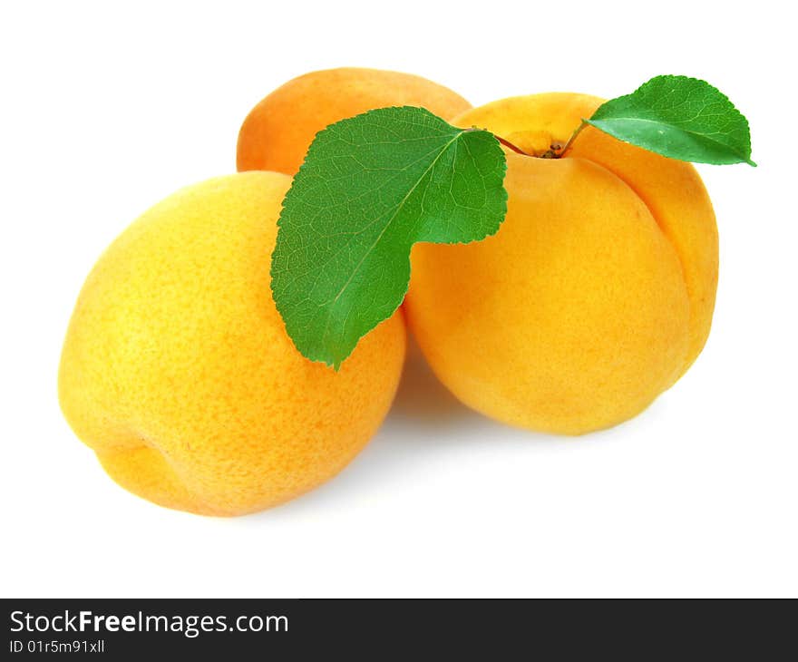 Apricot