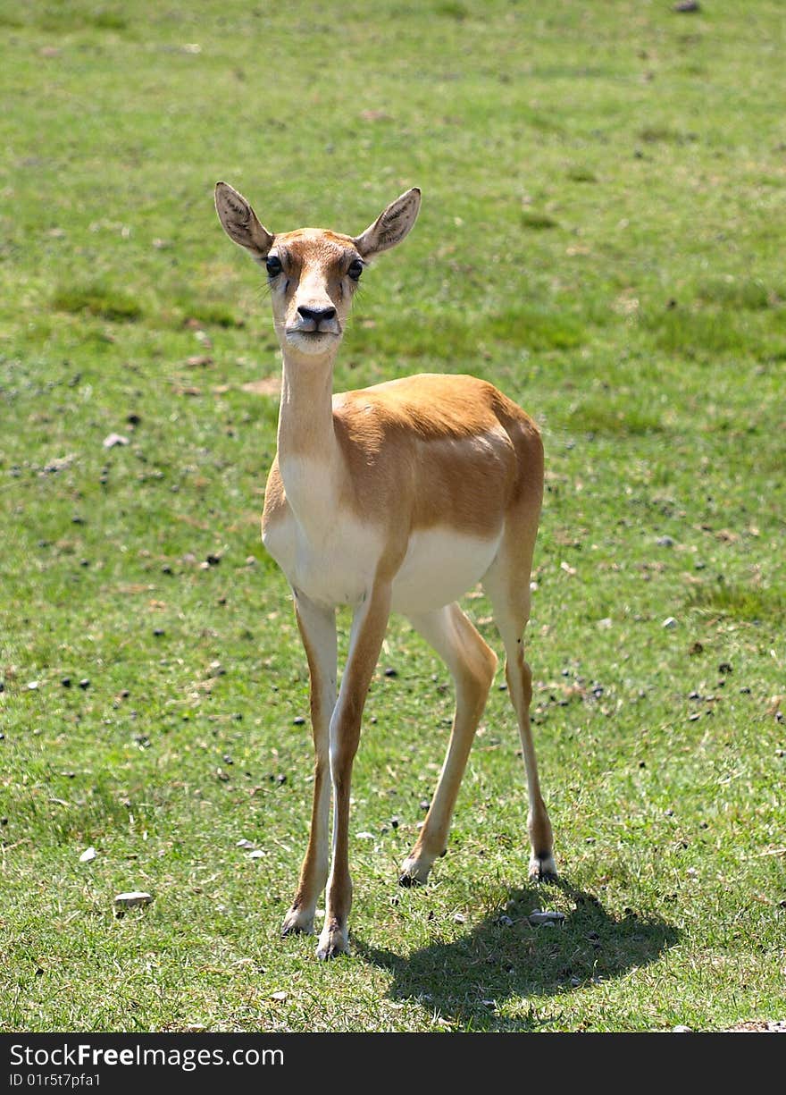 Gazelle