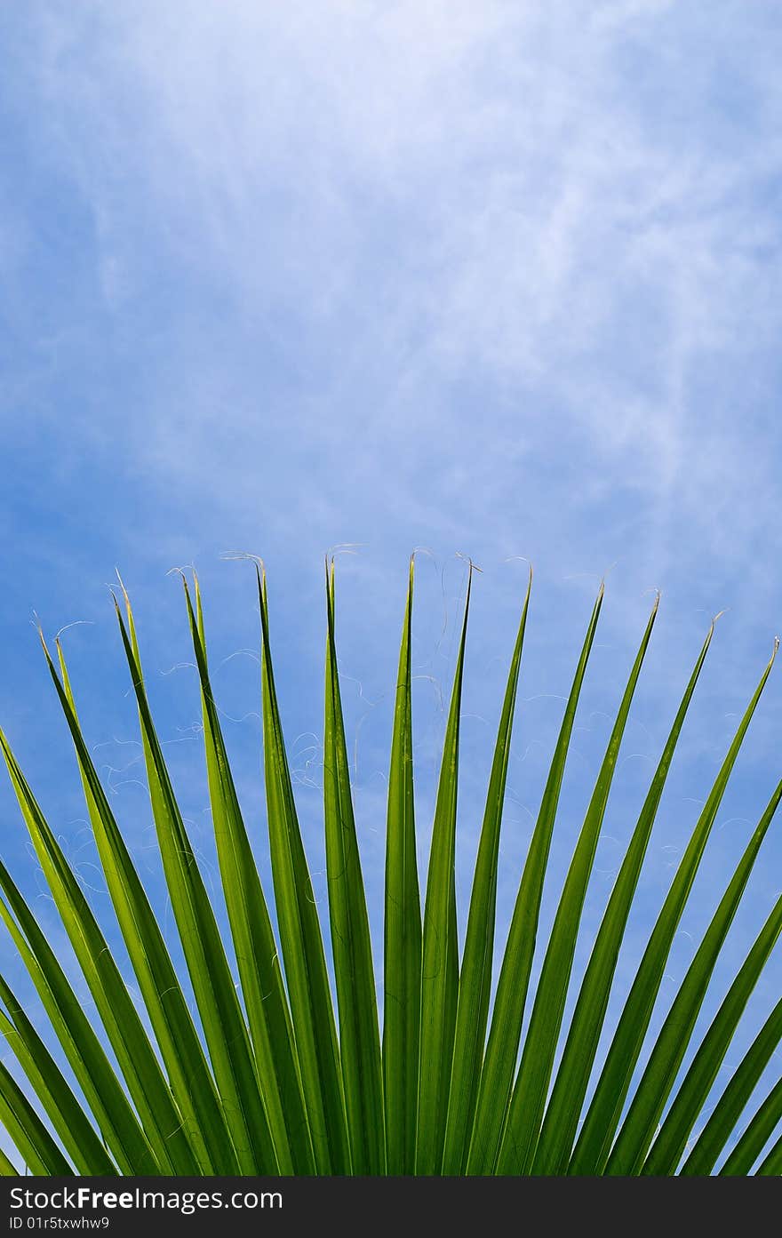 Green palm leaf on a blue sky