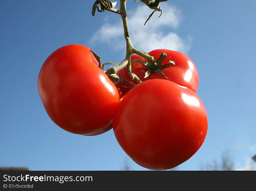 Red tomatoes