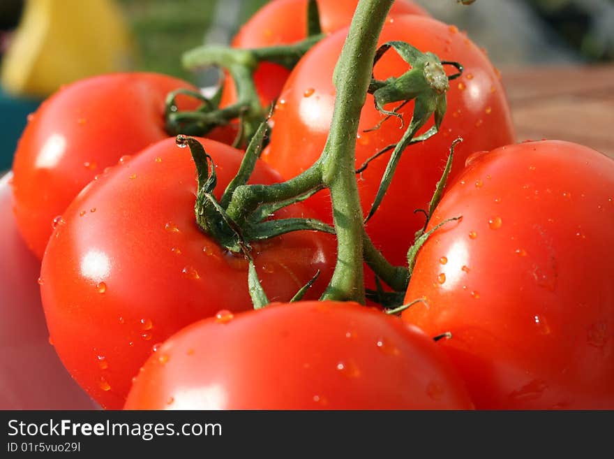 Every tomato is different, which means they are not from the food factory, locally picked from the farmer. Every tomato is different, which means they are not from the food factory, locally picked from the farmer