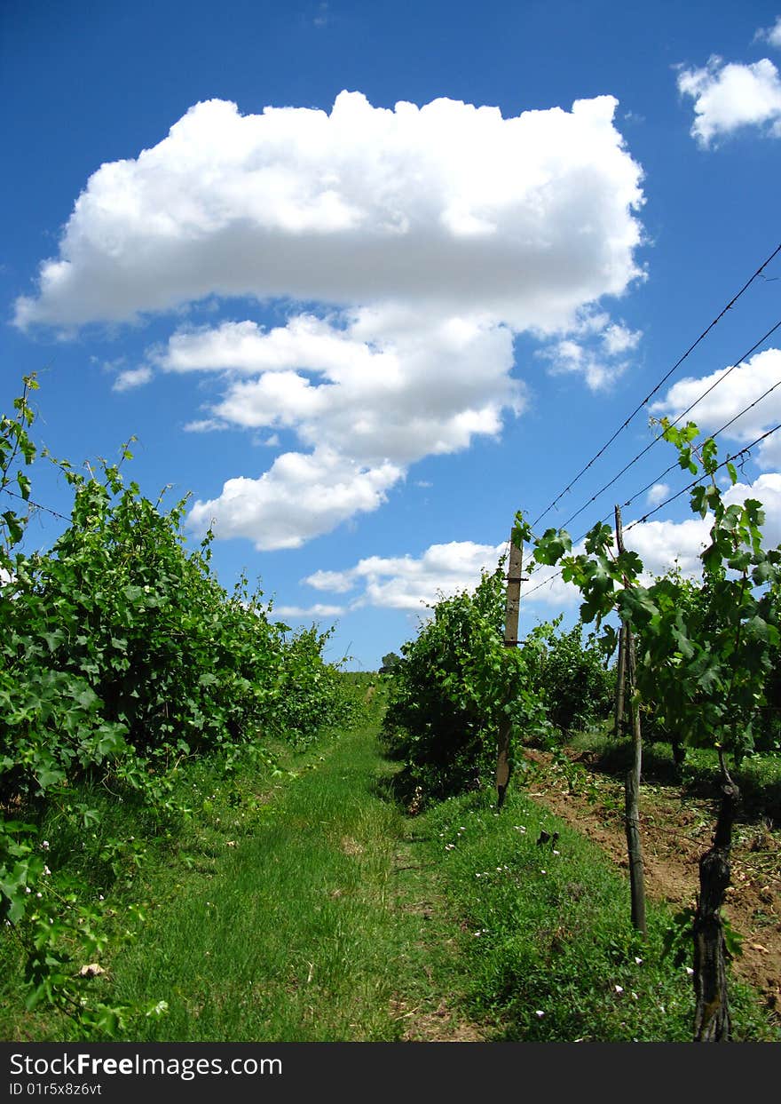 White clouds and green country landscape