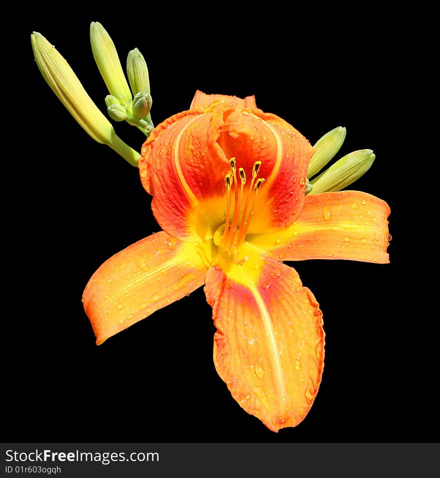 Daylily Opening