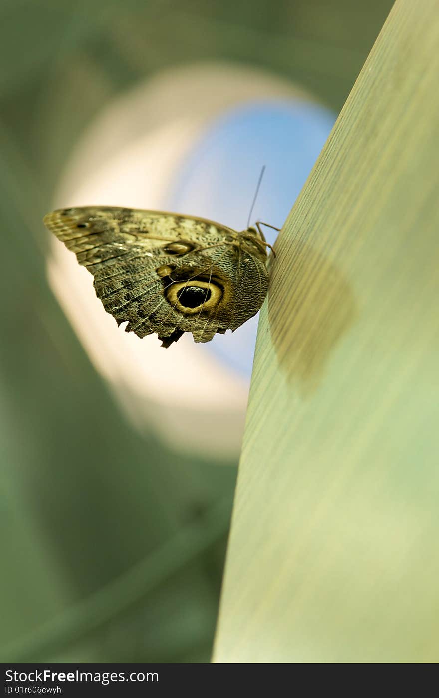 Black beautiful butterfly on a table. Black beautiful butterfly on a table