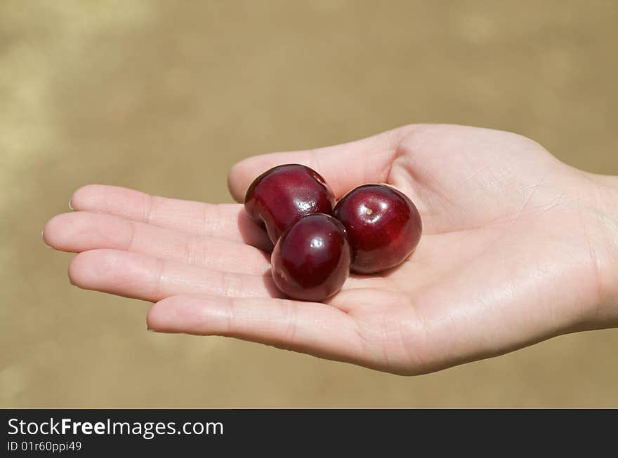 Holding cherries in the hand in the farm. Holding cherries in the hand in the farm