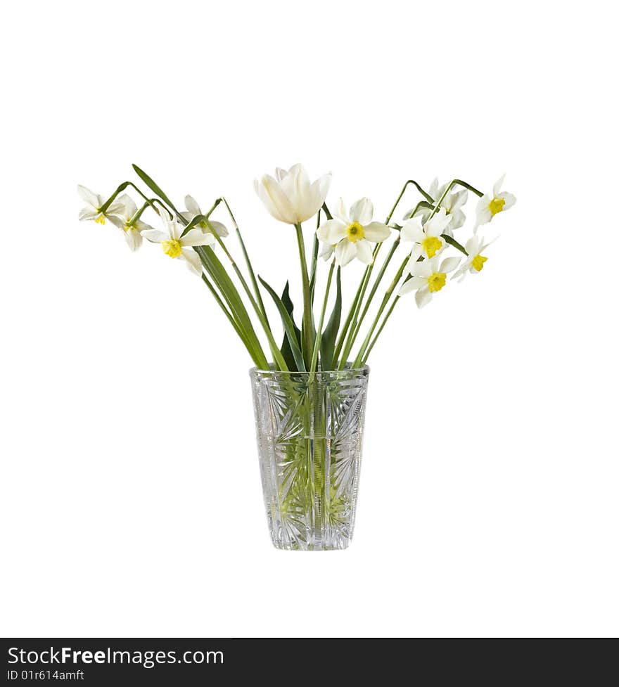 Narcissus in vase isolated