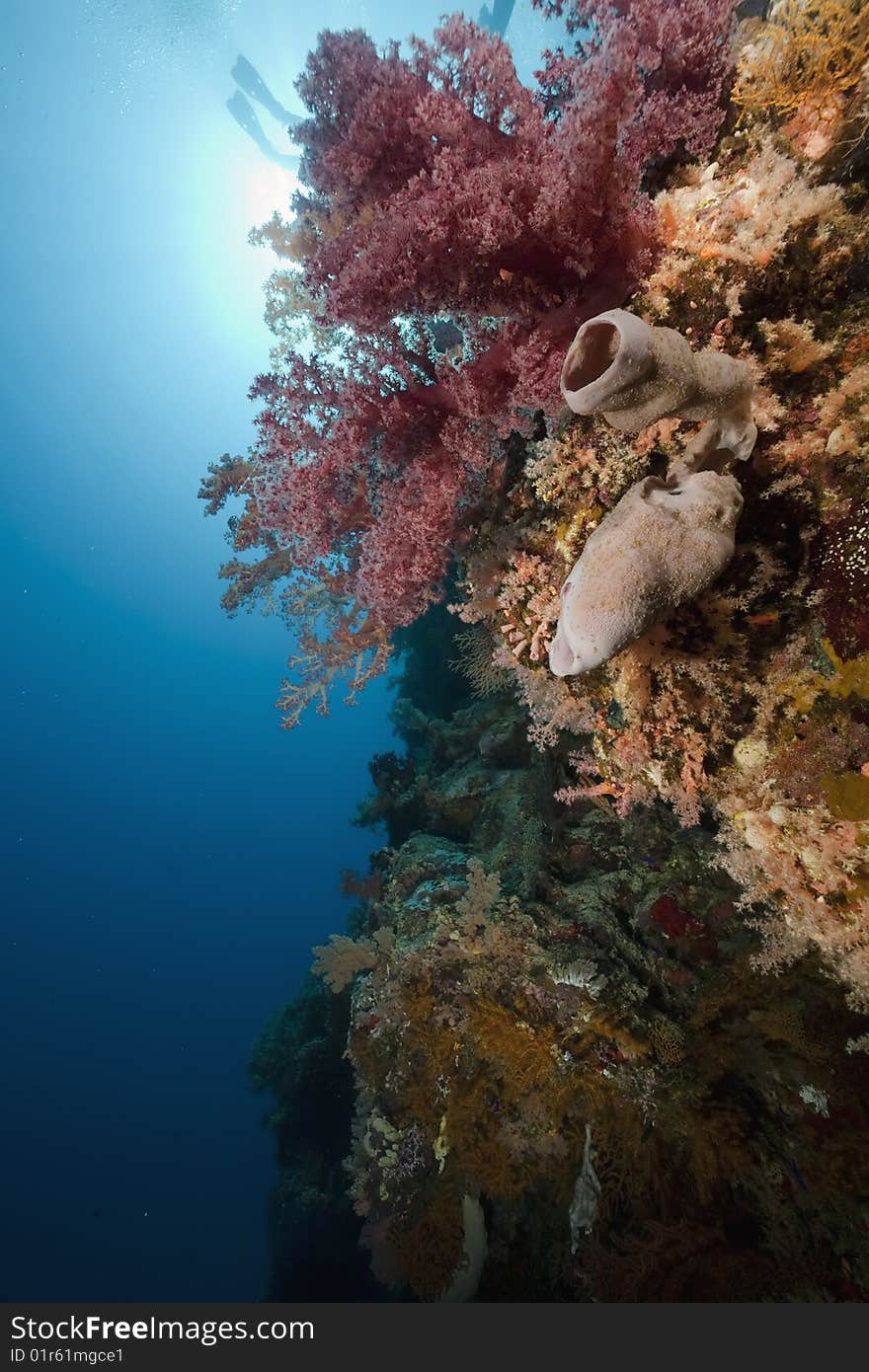 Ocean, coral and sun taken in the red sea.