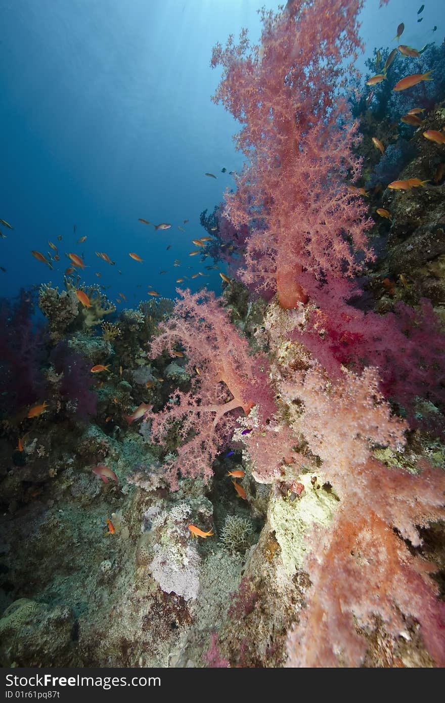 Ocean, coral and sun taken in the red sea.