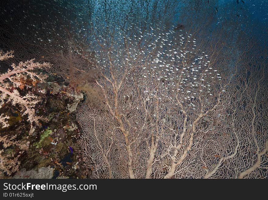 Seafan and glassfish