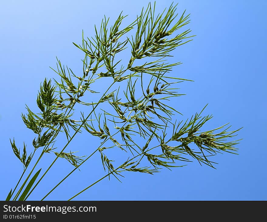 Green grass over blue background. Green grass over blue background