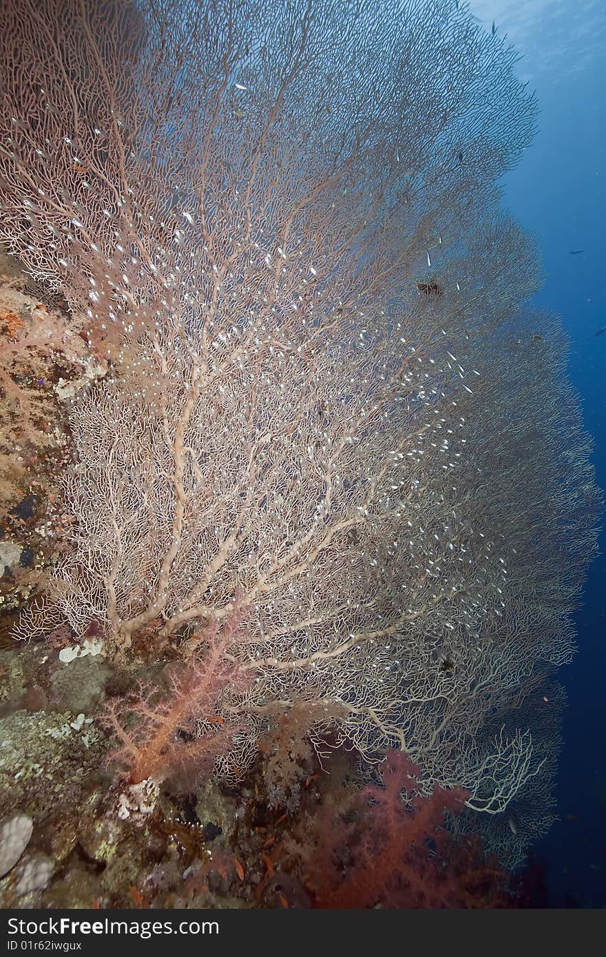 Seafan and glassfish