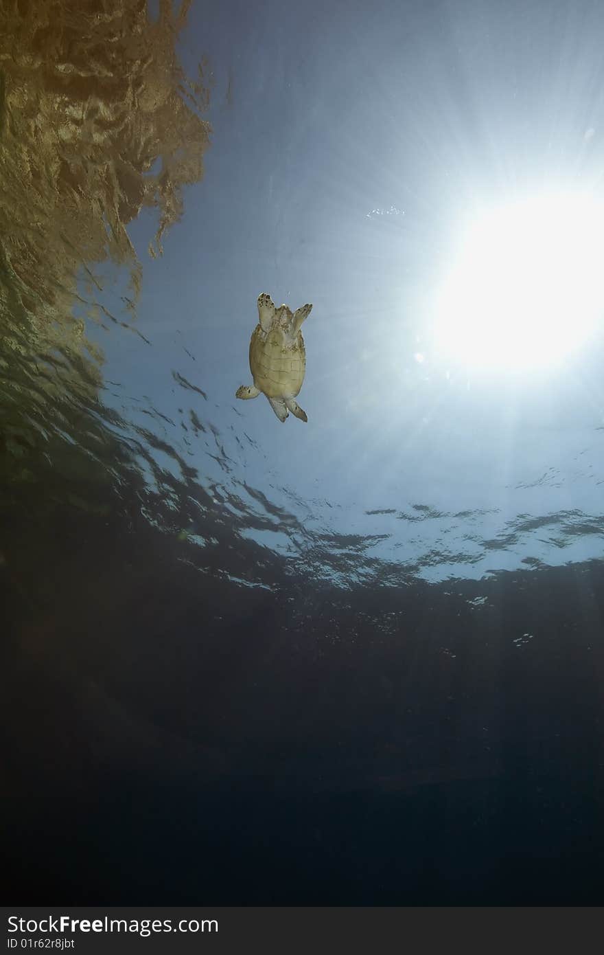 Ocean, coral and hawksbill turtle