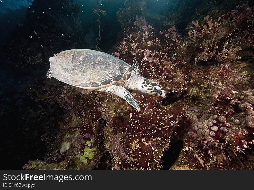 Ocean, Coral And Hawksbill Turtle