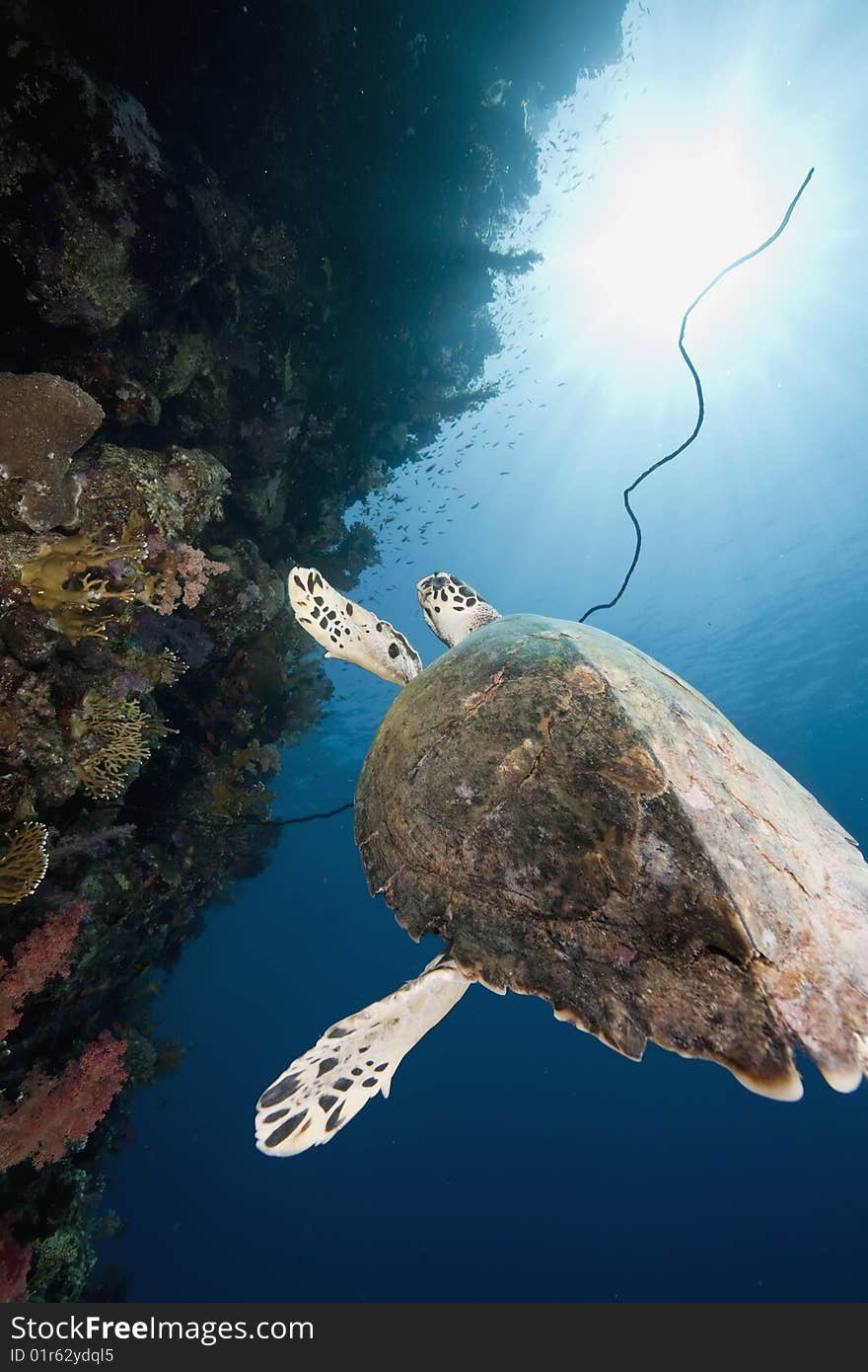 Ocean, coral and hawksbill turtle