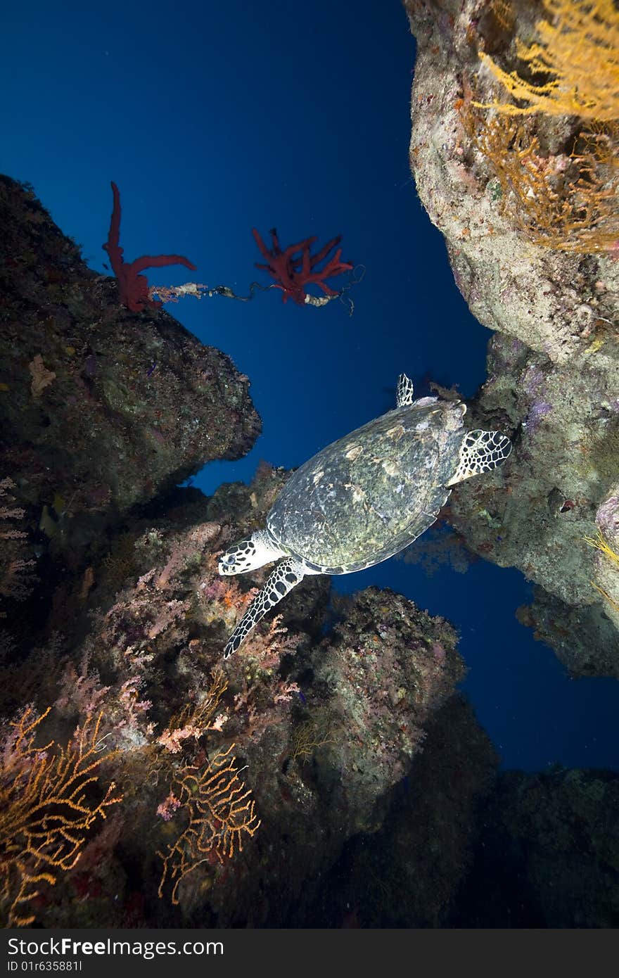 Ocean, coral and hawksbill turtle