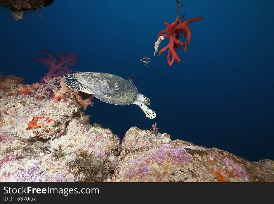 Ocean, Coral And Hawksbill Turtle