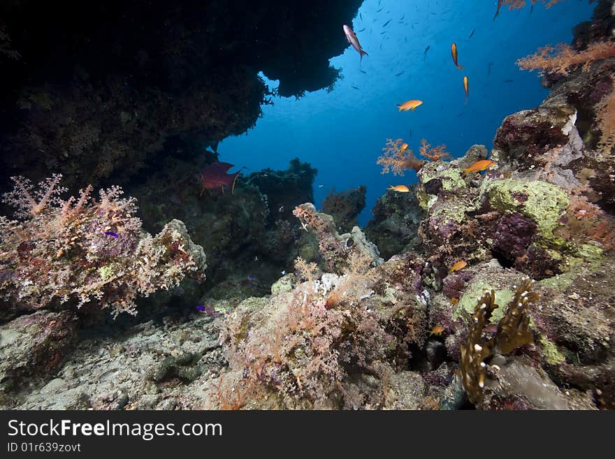 Ocean, coral and sun taken in the red sea.