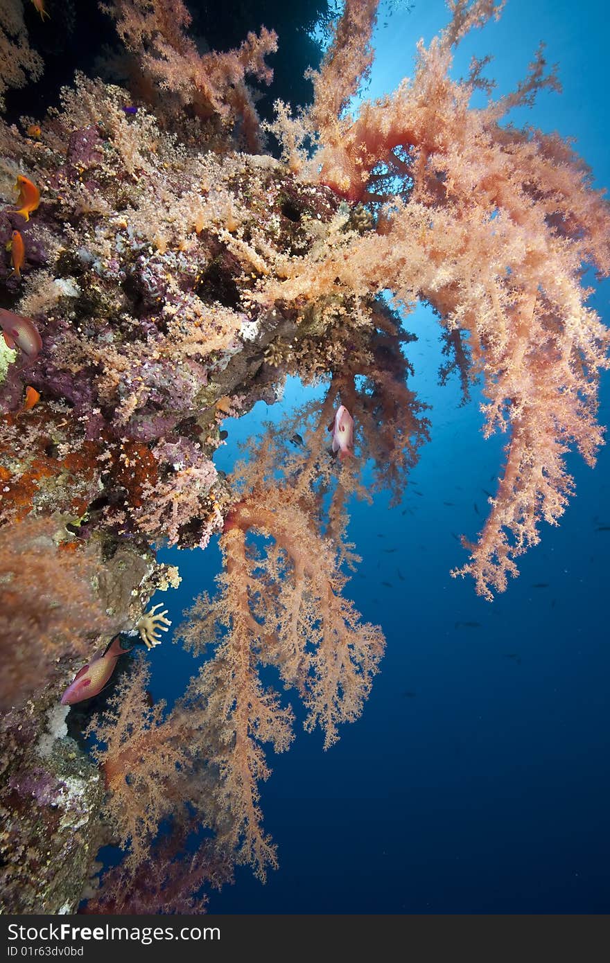 Ocean, coral and sun taken in the red sea.