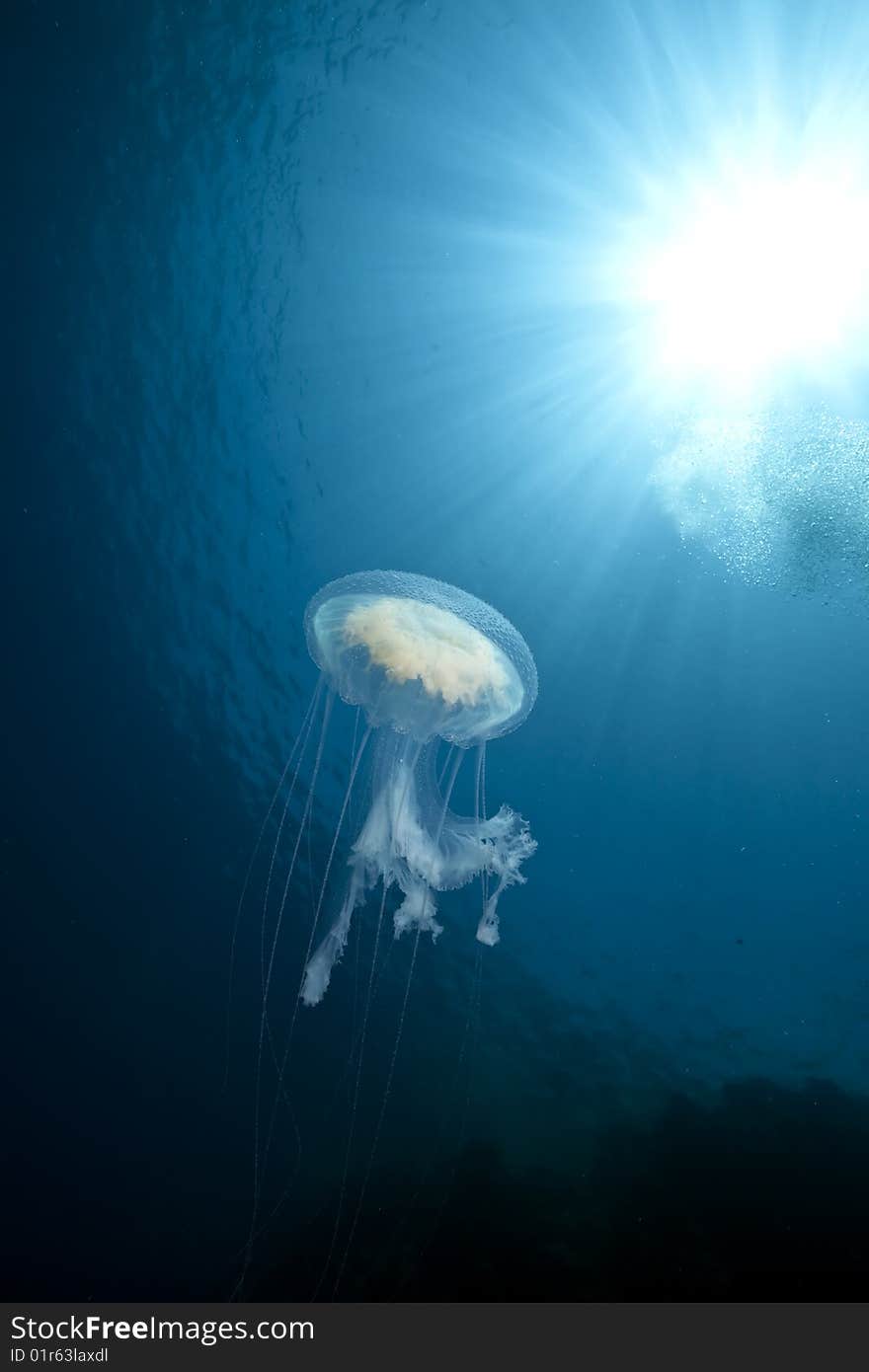 Ocean, sun and luminescent jellyfish taken in the red sea.