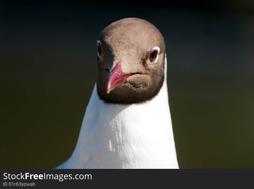 Headshot of a Black Headed Gull (Chroicocephalus ridibundus). Headshot of a Black Headed Gull (Chroicocephalus ridibundus)