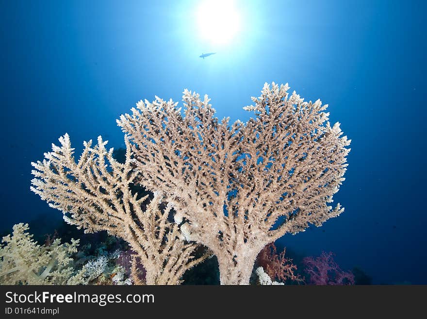 Ocean, coral and sun taken in the red sea.