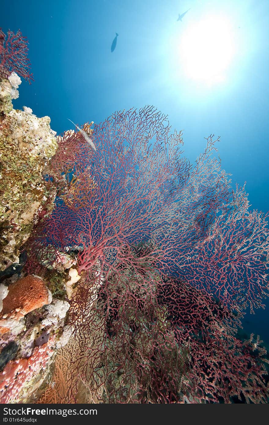 Ocean, coral and sun taken in the red sea.