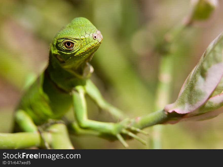 Baby Iguana Looking