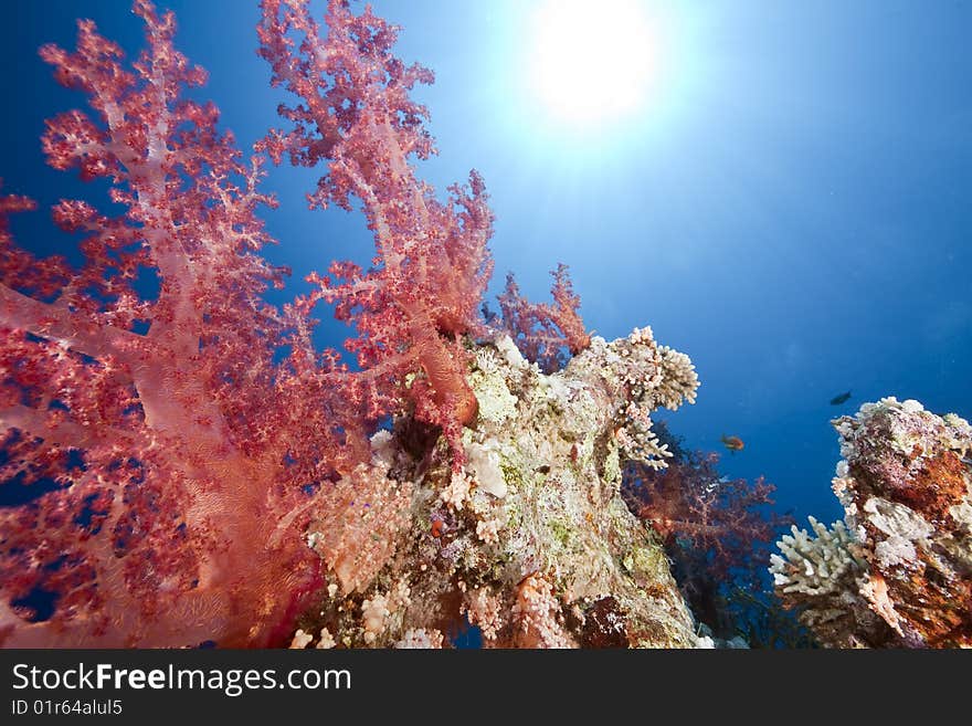 Ocean, coral and sun taken in the red sea.