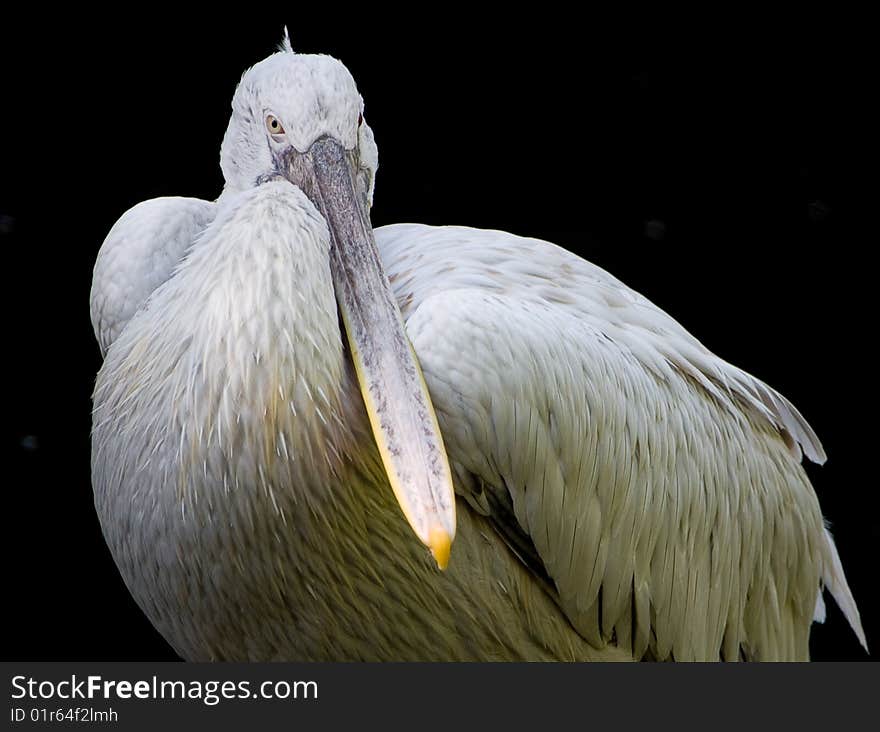 Pelican looking