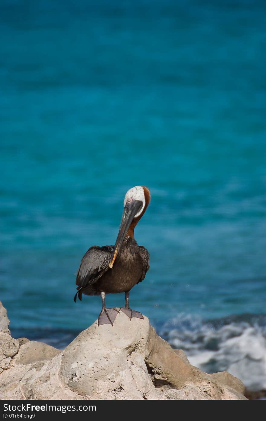 Pelican by the ocean