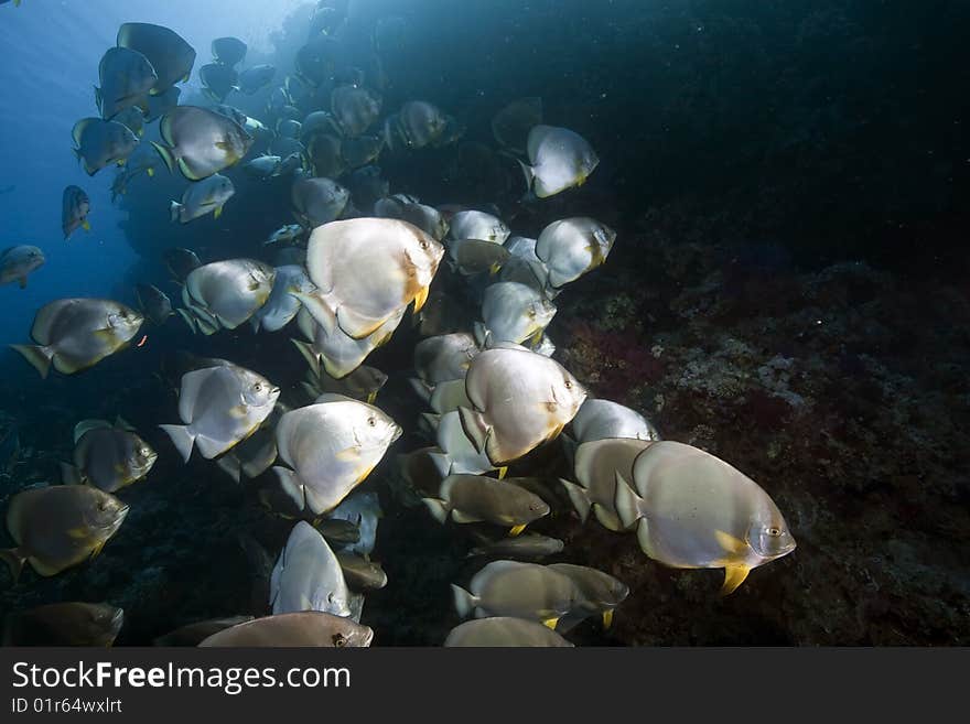 Ocean and orbicular spadefish taken in the red sea.