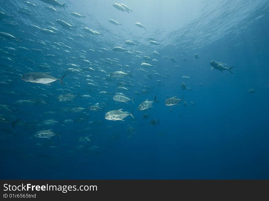 Ocean and giant trevally