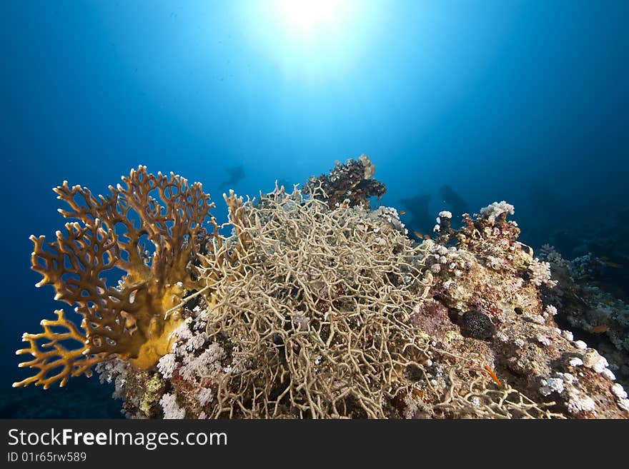 Ocean, coral and sun taken in the red sea.