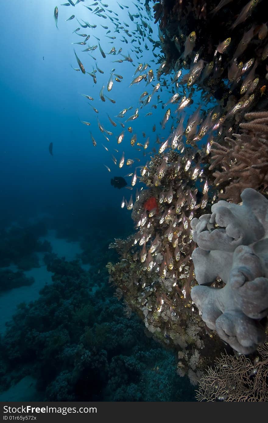 Ocean, coral and sun taken in the red sea.