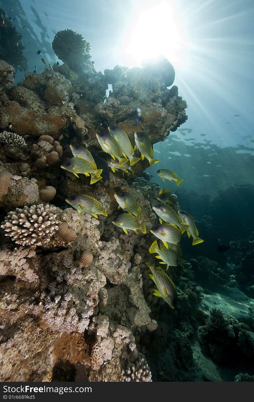 Ocean, coral and blackspotted sweetlips taken in the red sea.