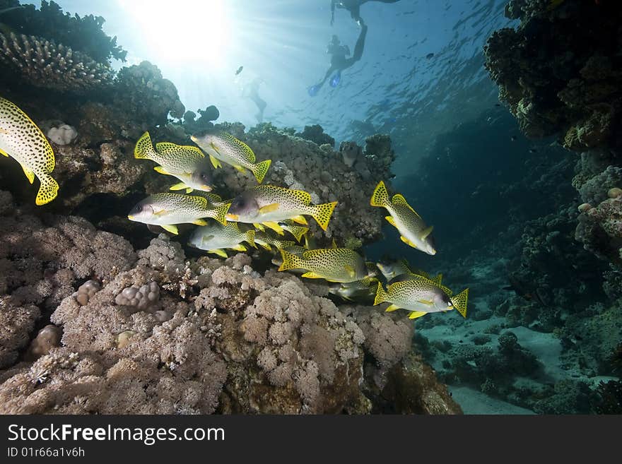 Ocean, coral and blackspotted sweetlips taken in the red sea.