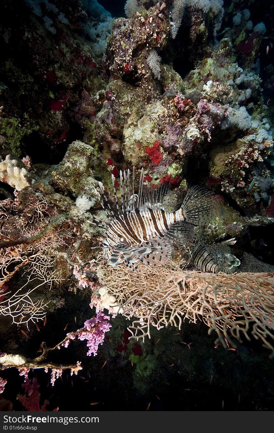 Ocean, coral and lionfish