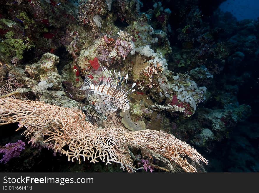 Ocean, coral and lionfish