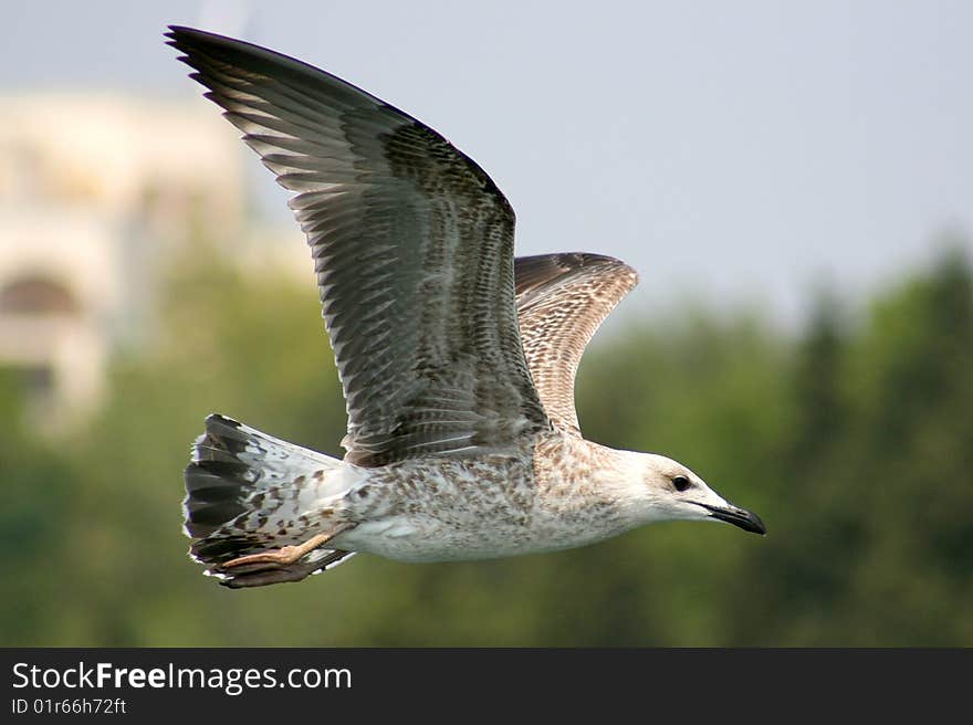 Sea seagull near the city of Nesebr, Bulgaria. Sea seagull near the city of Nesebr, Bulgaria