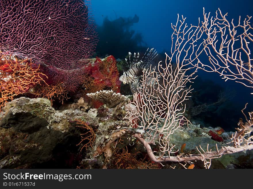 Ocean, coral and fish taken in the red sea.