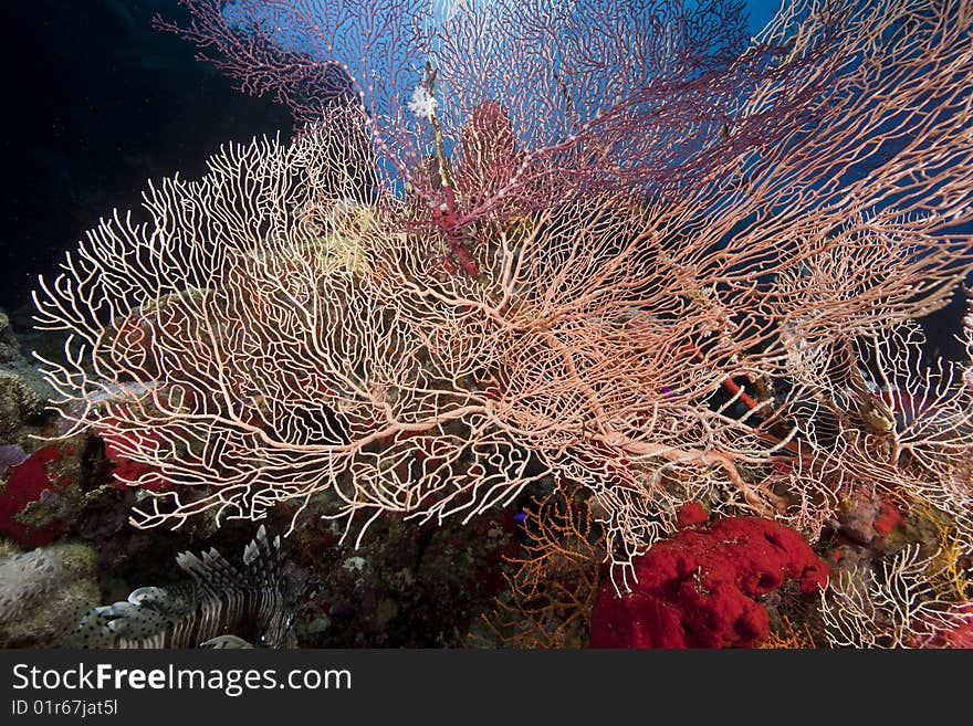 Ocean, coral and seafan