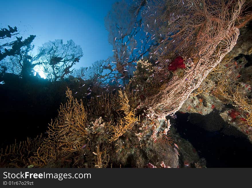 Ocean, coral and seafan