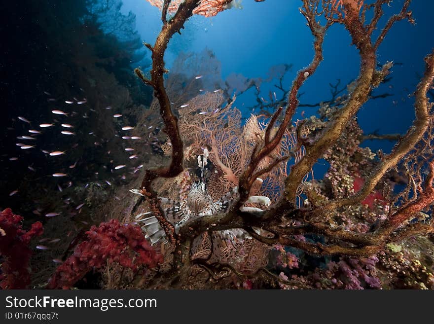 Ocean, coral and fish taken in the red sea.