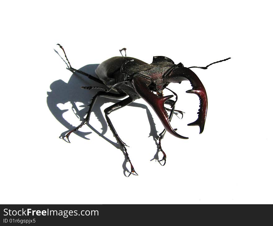 Stag-beetle in a protective posture