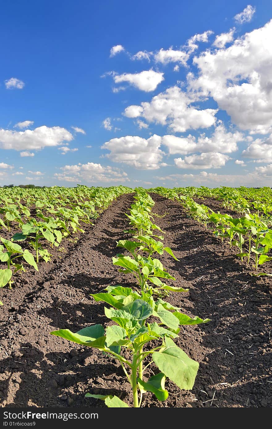 Field of sunflower