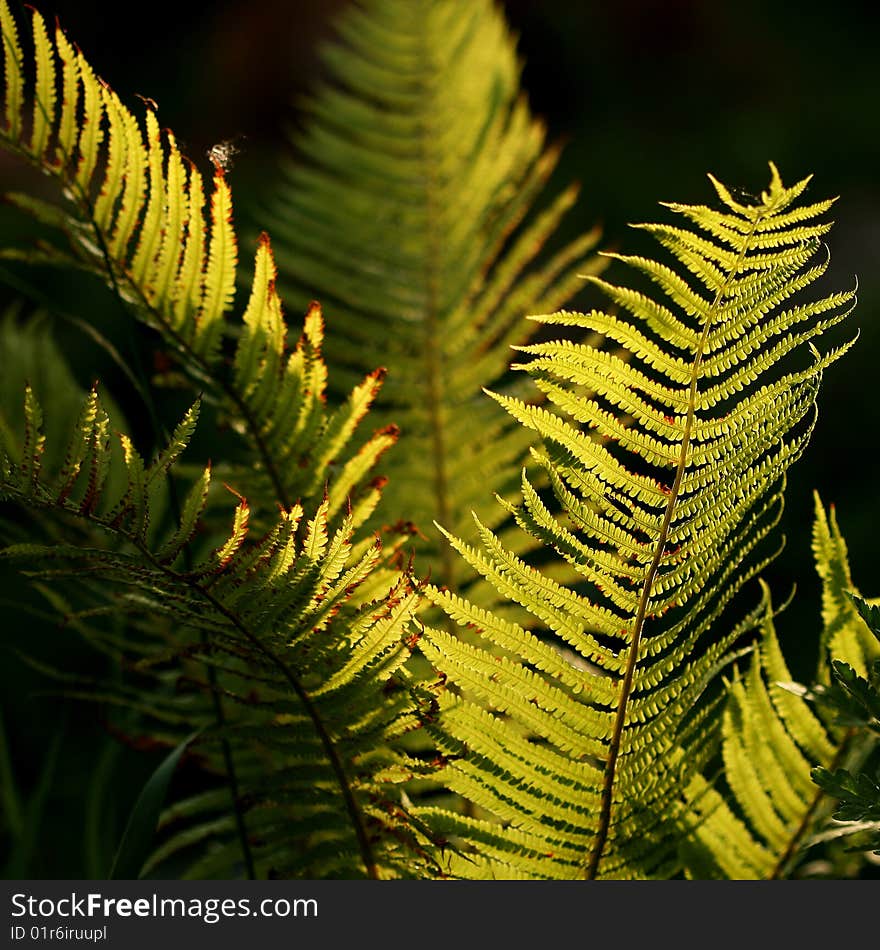 Green fern into ligth twillight. Green fern into ligth twillight