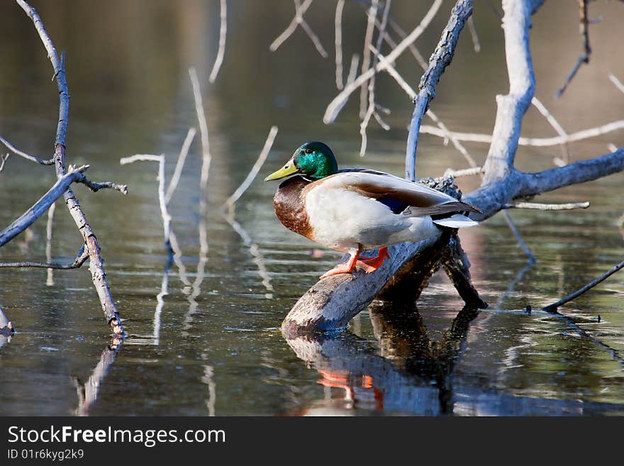 Mallard on a Branch