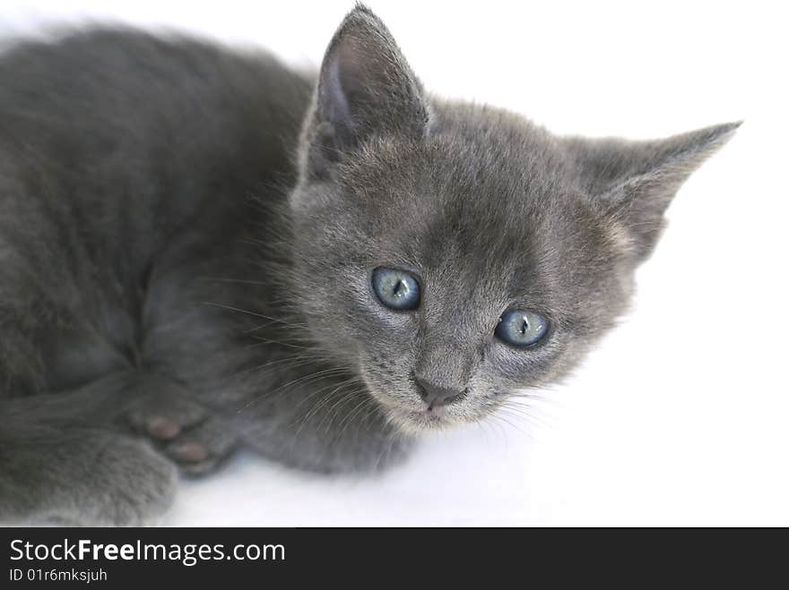 Grey kitten