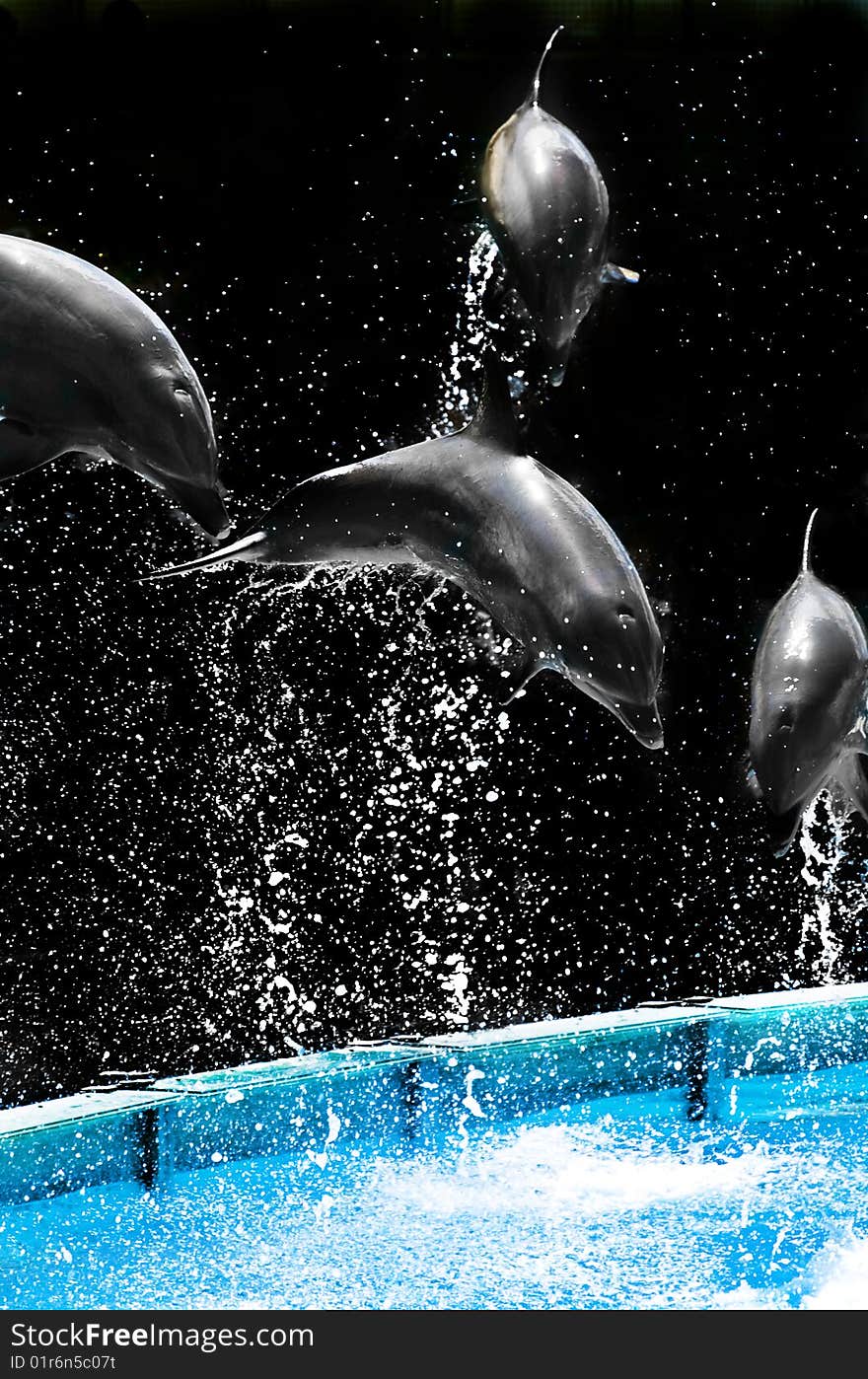 Four dolphins jumping at the water show. Four dolphins jumping at the water show